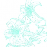 百合花植物简笔画