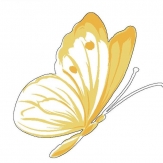 漂亮的黄蝴蝶