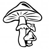 伞状的蘑菇