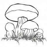 几朵小蘑菇
