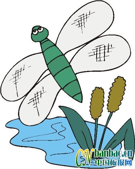 中国板报网一周年庆特别奉献之昆虫类小插图5