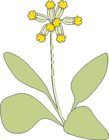 手抄报植物类插图