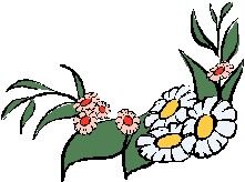 花朵类小插图欣赏