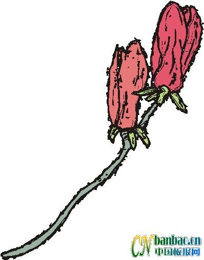 花朵小插图1