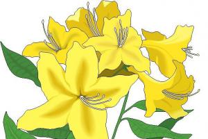 黄色花朵003