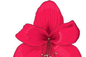 红色花朵插图