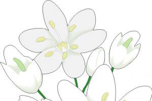 白色花朵插图