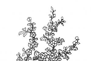 盛开的花朵插图-第5组8月1日发布