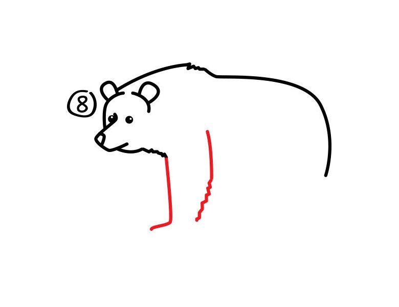 灰熊简笔画步骤图8