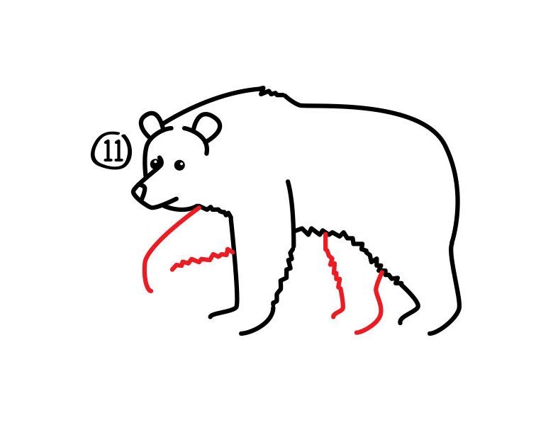 灰熊简笔画步骤图11