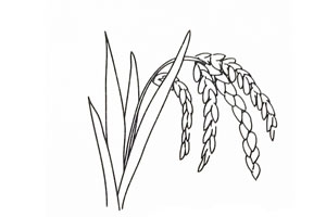 水稻简笔画步骤图 水稻怎么画