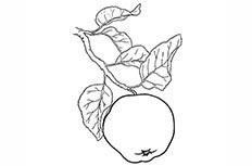 带树枝的苹果简笔画图片 树上的苹果怎么画