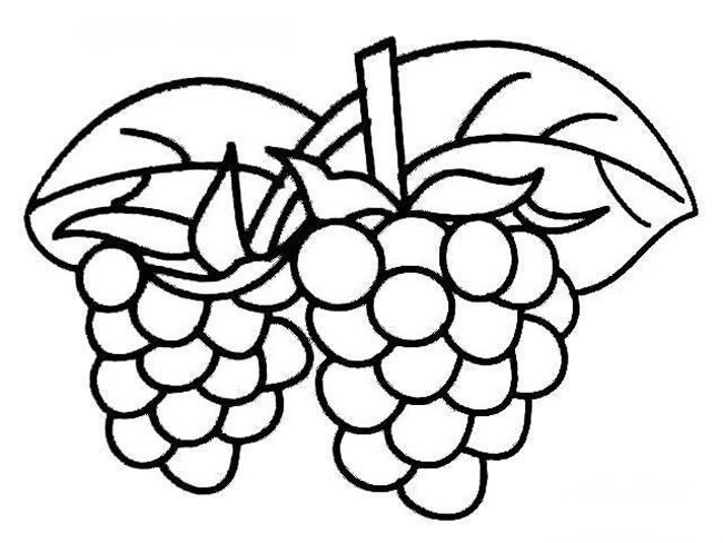葡萄水果简笔画图片 葡萄怎么画