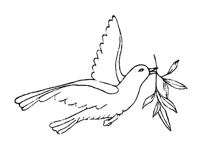 鸽子叼树技简笔画 和平鸽简笔画图片
