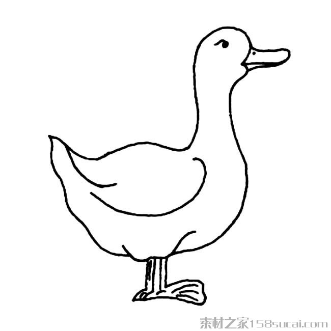 家禽鸭子简笔画图片 鸭子怎么画