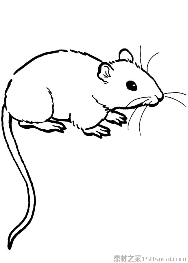 老鼠怎么画 小老鼠简笔画图片