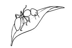 树叶上的蚂蚁简笔画图片 蚂蚁怎么画