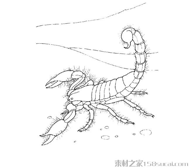 蝎子昆虫简笔画图片 蝎子怎么画