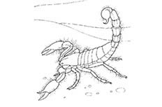 蝎子昆虫简笔画图片 蝎子怎么画