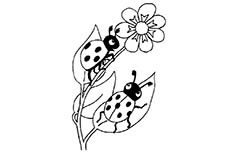 七星瓢虫和花朵简笔画图片