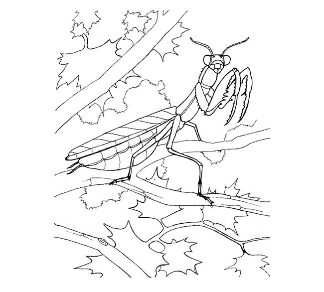 卡通螳螂简笔画图片 螳螂怎么画