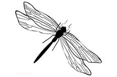 蜻蜓黑白画法 蜻蜓简笔画图片