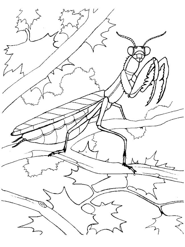 螳螂昆虫简笔画图片怎么画