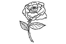手绘玫瑰花简笔画图片 玫瑰花怎么画