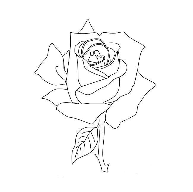 玫瑰花简笔画图片 玫瑰花怎么画
