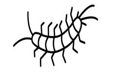 蜈蚣昆虫简笔画图片 蜈蚣怎么画