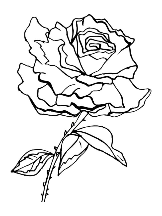 大朵玫瑰花怎么画 玫瑰花简笔画步骤图片