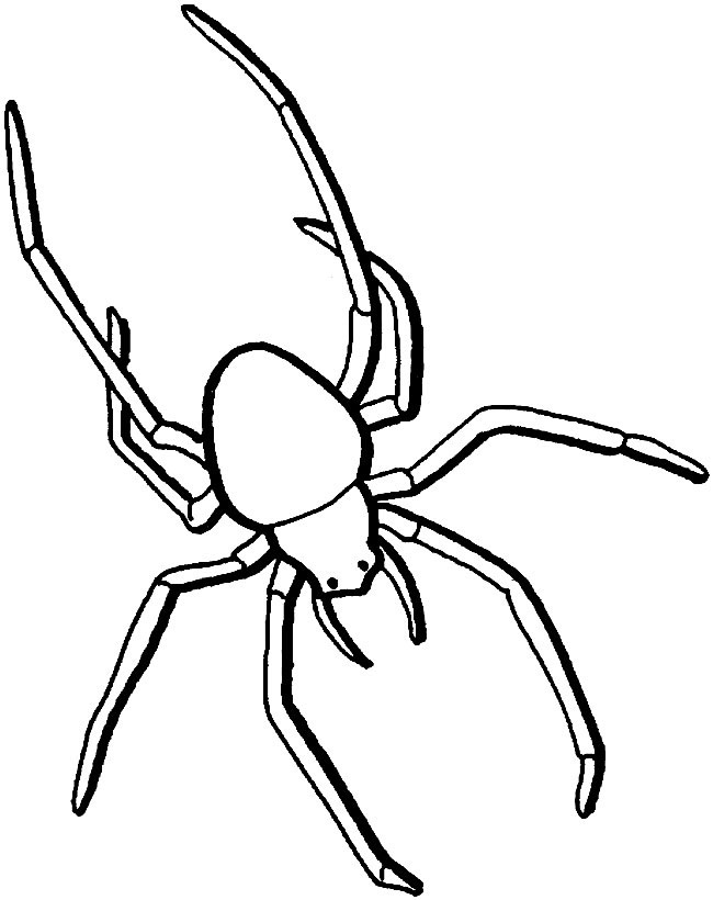 蜘蛛简笔画图片 长腿蜘蛛怎么画