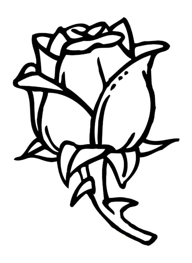 玫瑰花植物简笔画图片 玫瑰花怎么画