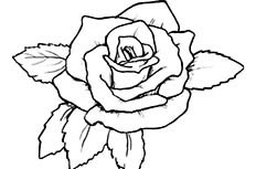玫瑰花植物花简笔画图片 玫瑰花怎么画
