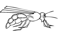 大黄蜂简笔画图片 蚂蜂怎么画