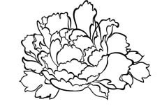 牡丹花植物简笔画图片 牡丹花怎么画