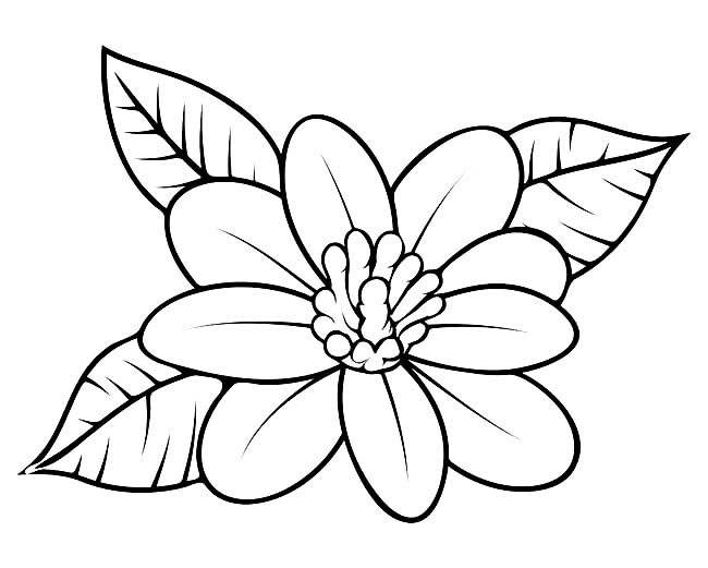 野生雏菊简笔画 一朵美丽的花朵简笔画图片