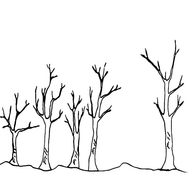 枯树植物简笔画图片 枯树怎么画