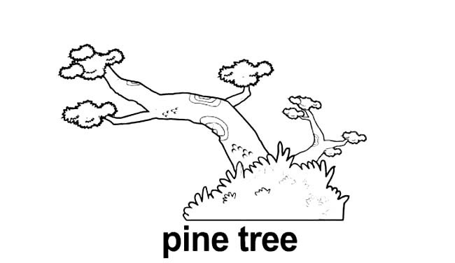 松树植物笔画图片 松树怎么画