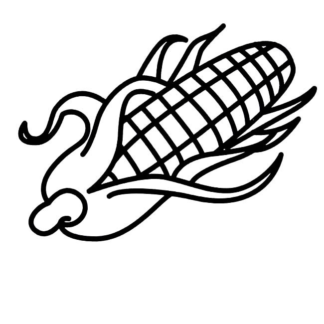 玉米粮食简笔画图片 玉米怎么画