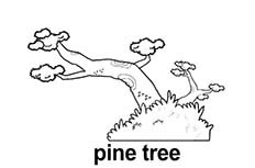松树植物笔画图片 松树怎么画
