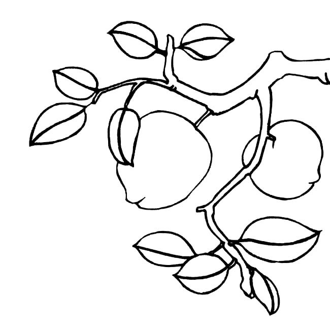 桃树植物简笔画图片 桃树怎么画