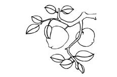 桃树植物简笔画图片 桃树怎么画