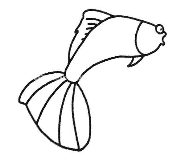 6款孔雀鱼简笔画图片 孔雀鱼怎么画