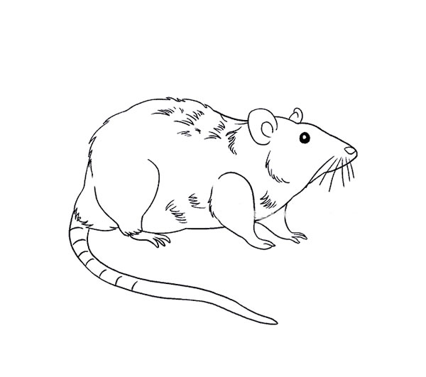 长尾巴老鼠简笔画图片怎么画