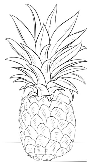 菠萝怎么画教程