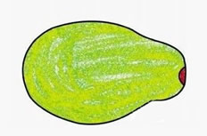 木瓜的简笔画彩色图片 木瓜怎么画
