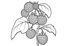 树莓简笔画图片 树莓怎么画