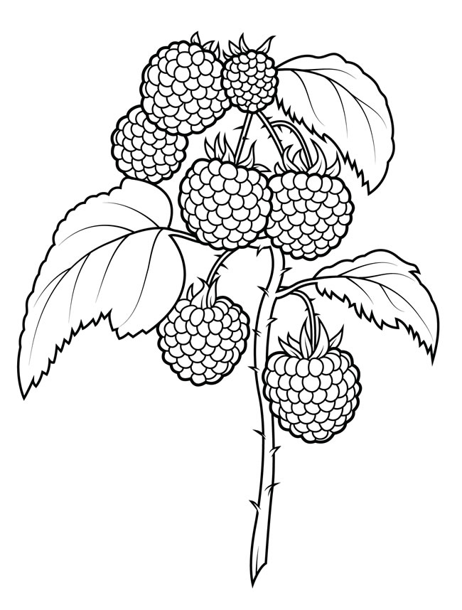 树莓简笔画图片 树莓怎么画