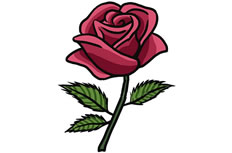 红玫瑰简笔画图片 红玫瑰怎么画